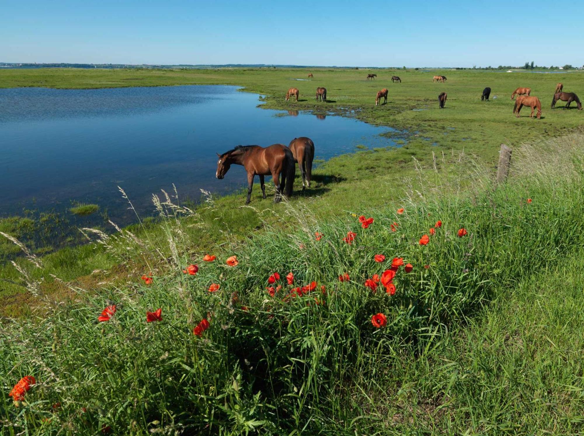 Apartament Insel-Idyll Sonnenschein Wyspa Poel Zewnętrze zdjęcie